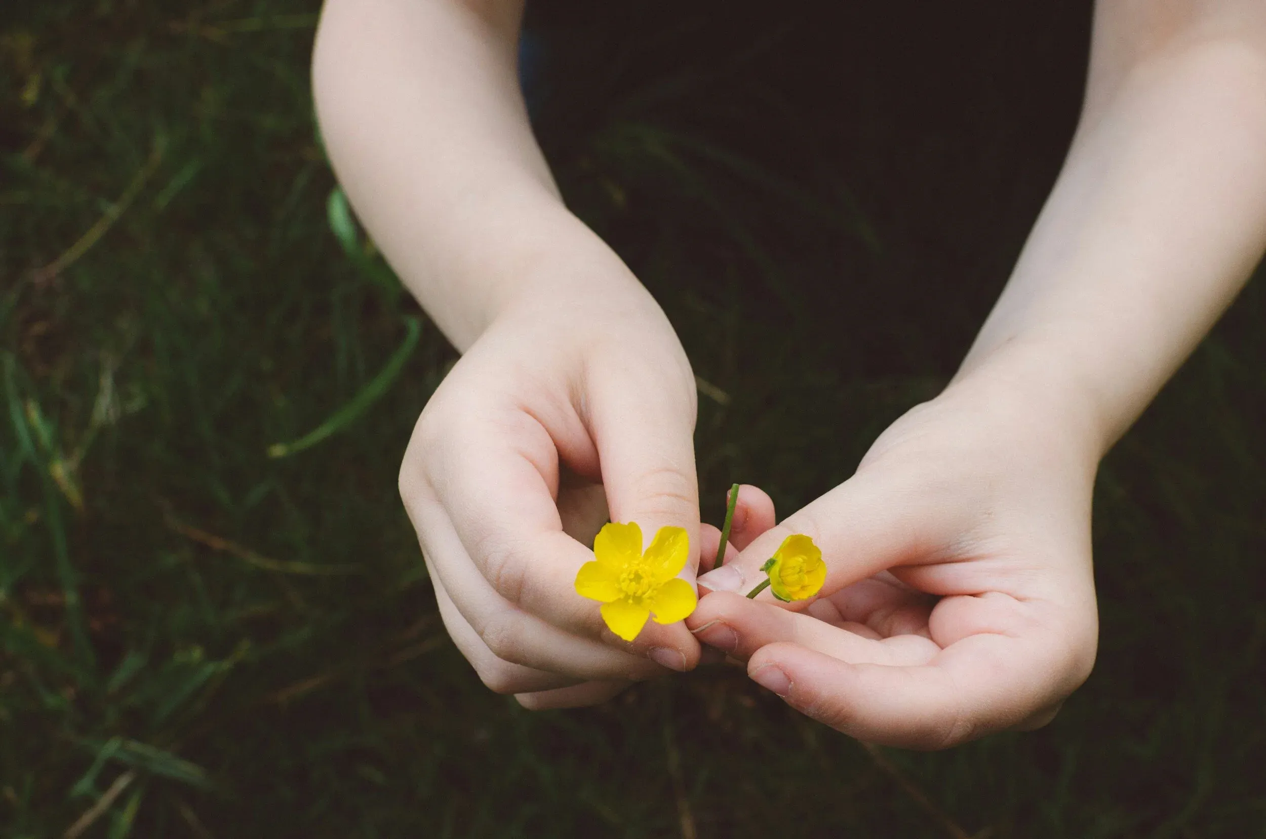 A child's cupped hands holding two small yellow wildflowers above dark green grass